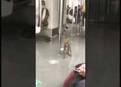 Enlace a Un mono en el metro de Delhi