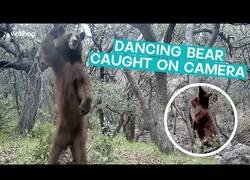 Enlace a Captan a un oso bailando para la cámara