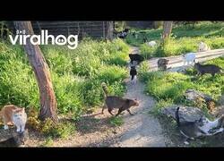 Enlace a Paseo por Rumanía rodeado de gatos