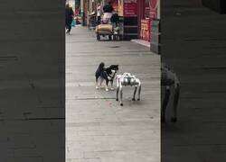 Enlace a La reacción de un perro común al encontrarse con un perro robot