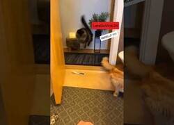 Enlace a Gato es asustado terriblemente por un peine