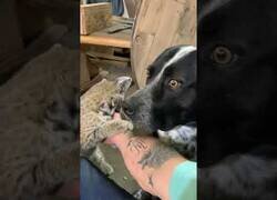 Enlace a El perro es el único que se dio cuenta de que eso no es un gato