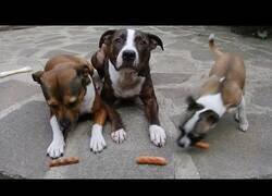Enlace a Estos perros no comen hasta que se les da permiso