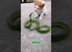 Enlace a Gatos demostrando sus increíbles reflejos