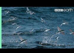 Enlace a Peces voladores escapan de pájaros y otros peces que quieren comérselos