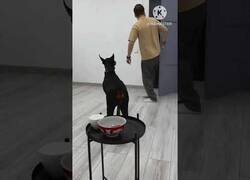 Enlace a Comprobando cuál sería la reacción de mi perro si me entraran a robar