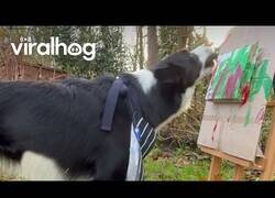 Enlace a Este Border Collie está hecho un artista
