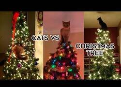 Enlace a Gatos vs árboles de Navidad