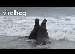 Enlace a Dos elefantes marinos pelean por ser macho dominante