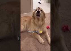 Enlace a Las diferentes caras de un Golden Retriever