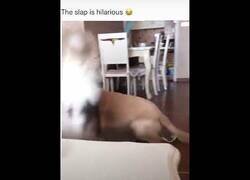 Enlace a Tiene que venir el Misifú a poner orden