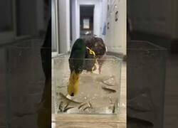 Enlace a ¿Cuántos peces es capaz de comer un pato en 90 segundos?