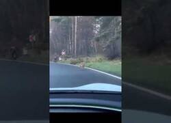 Enlace a Conductor toca el claxon para salvar a un ciclista del ataque de un lobo