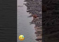 Enlace a Capibara tranquilísimo rodeado de cocodrilos