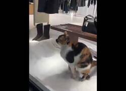 Enlace a Gato hace sus cosas en un escaparate de Massimo Dutti