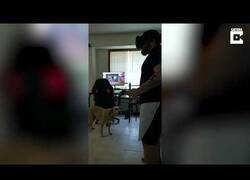 Enlace a La prueba de que los perros pueden sentir vergüenza ajena