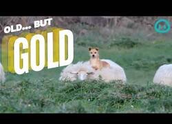 Enlace a El perro que consiguió montarse sobre una oveja