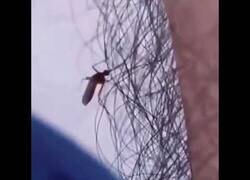 Enlace a El pelo nos protege de los mosquitos