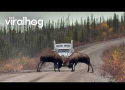 Enlace a Dos alces se pelean en mitad de la carretera