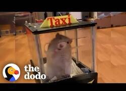 Enlace a Ratas aprendiendo a conducir pequeños coches