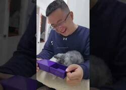 Enlace a Gatos reaccionando a trucos de magia