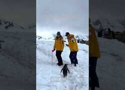 Enlace a El pingüino cascarrabias