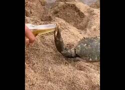 Enlace a Amable cangrejo me ayuda a abrir la cerveza
