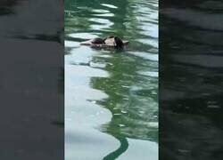 Enlace a Tortugas recrean la escena de Titanic