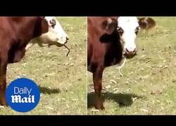Enlace a Vaca confusa se come una serpiente