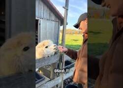 Enlace a Esta alpaca no deja pasar ni una