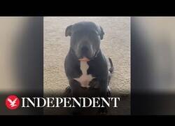 Enlace a Inglesa adopta un perro que solo obedece si le hablan en español