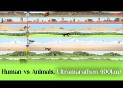 Enlace a ¿Quién ganaría una ultramaratón entre humanos y animales?