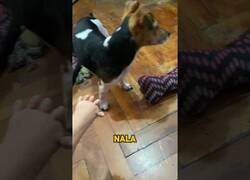 Enlace a Cuando tu perrita te discrimina