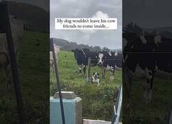 Enlace a El perro con complejo de vaca