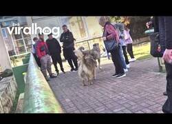 Enlace a Perros contra monos en el Zoo