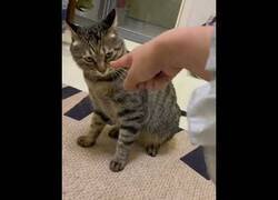 Enlace a Nunca señales a un gato
