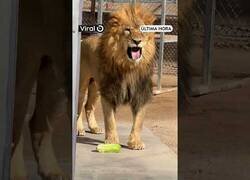 Enlace a La reacción de este león al probar la lechuga por primera vez