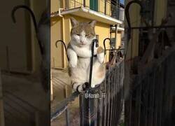 Enlace a Este gato no quiere caricias