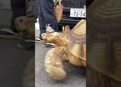 Enlace a Este hombre saca a pasear a su tortuga de 26 años por las calles de Tokio