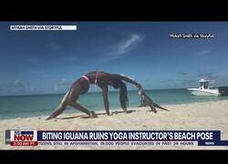 Enlace a A esta iguana no le gusta el yoga