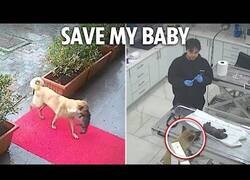 Enlace a Perra deseperada lleva a su cachoro al veterinario en Estambul