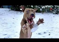 Enlace a Perros reaccionando a la nieve por primera vez