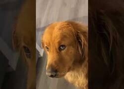 Enlace a Los perros no soportan a los bebés llorando