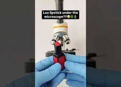 Enlace a Pintalabios bajo el microscopio