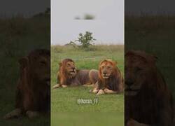 Enlace a Leones bajo la lluvia