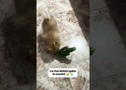 Enlace a El loro es el único animal del que podemos saber lo que piensa