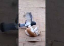 Enlace a ¿Alguna vez habías visto a una pelea entre un gato y una paloma?