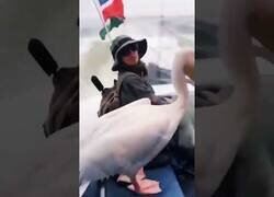 Enlace a Pelicano y león marino se suben a un bote