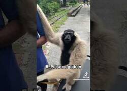 Enlace a Los simios y primates que emiten sonidos más raros