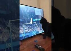 Enlace a Este gato arruinó los Juegos Olímpicos